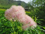 10 Thalictrum aquilegiifolium (Pigamo colombino)
